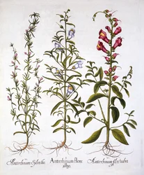 Löwenmäulchen oder Antirrhinum, aus Hortus Eystettensis, von Basil Besler, veröffentlicht 1613
